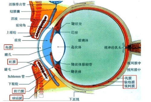 “没必要做巩膜加固手术”是真的吗?是不是有人做后巩膜加固手术瞎了?