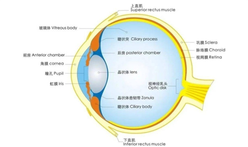 眼球结构图