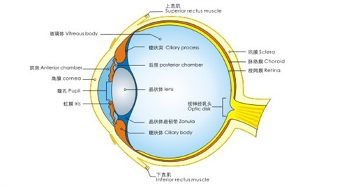 眼球结构图