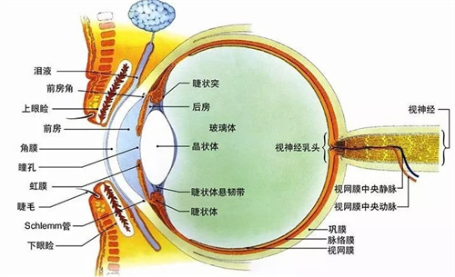 眼球结构图