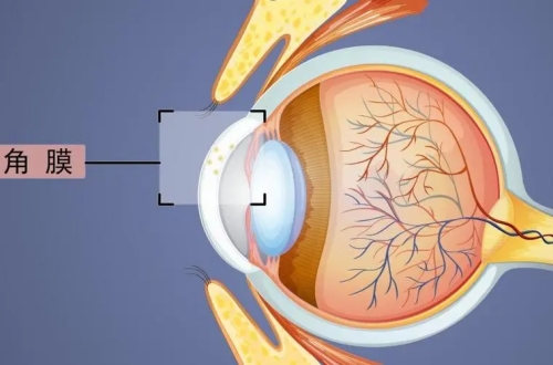 角膜在眼球的解剖示意图