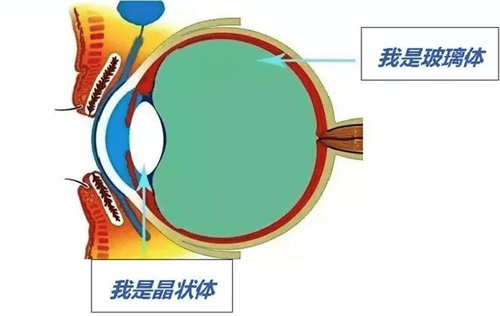 玻璃体和晶状体