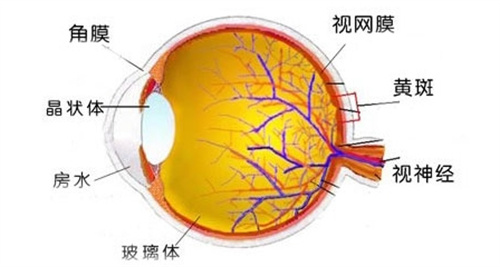 眼球结构图