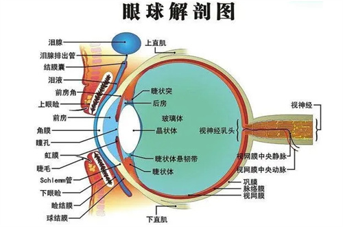 眼球结构图