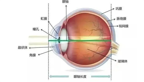 眼球组织动画图