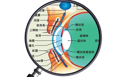 眼球结构分布图