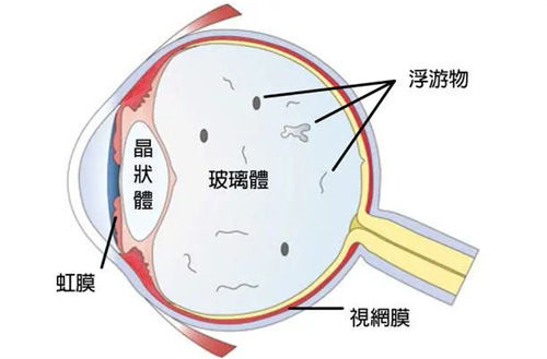 眼部构造图