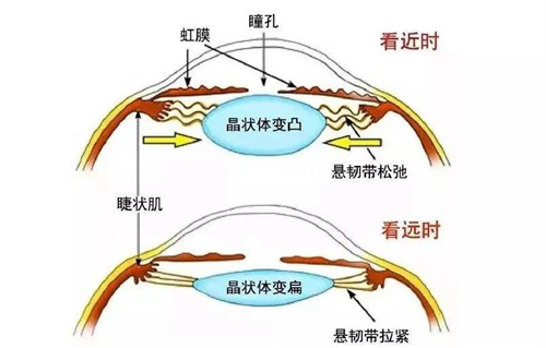 晶状体动画图