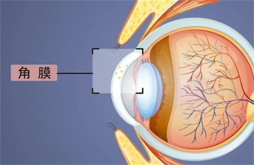 角膜位置图解