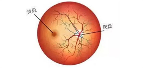 黄斑和视盘演示图