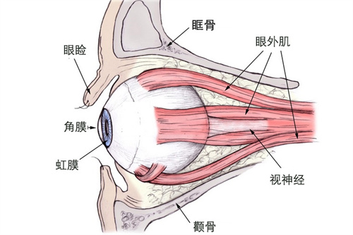 眼球结构图