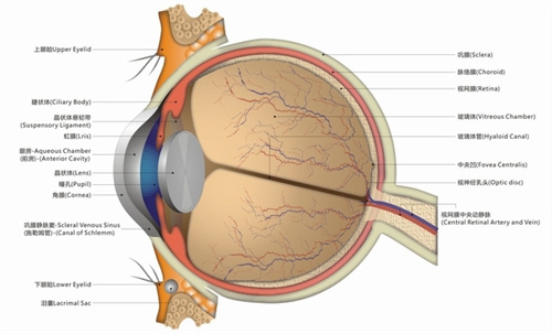 眼球结构图