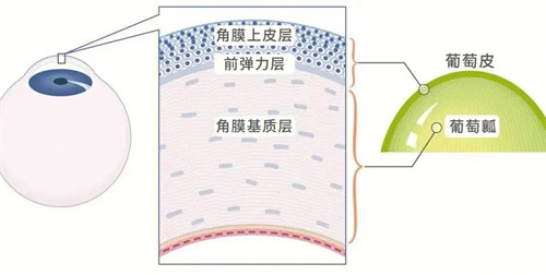 眼球结构动画图