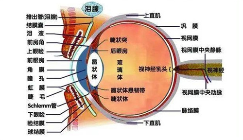 眼球结构图