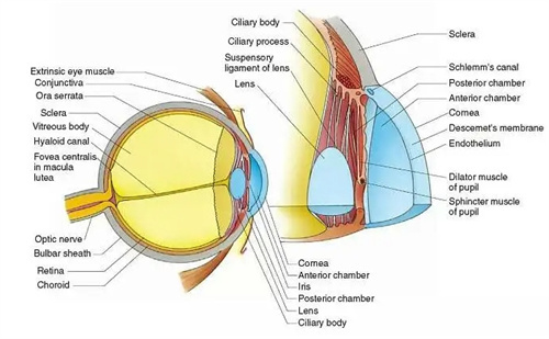 眼球结构图