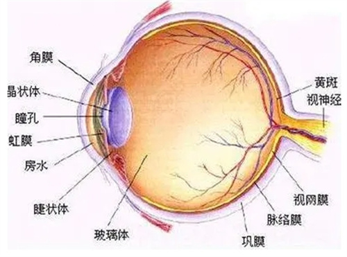 眼部结构位置示意图