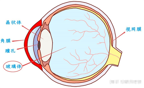 玻璃体示意图