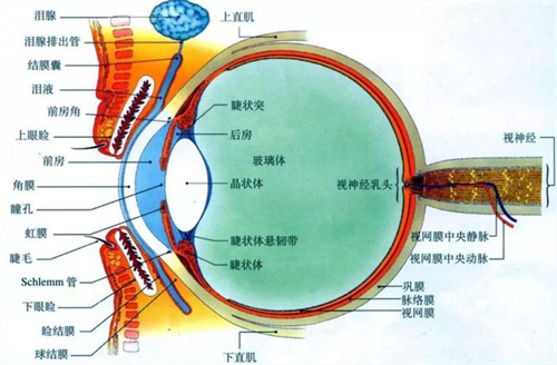 眼球结构图