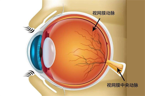 眼球结构图