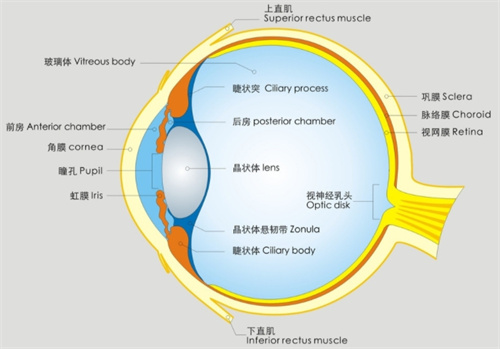 眼球结构图