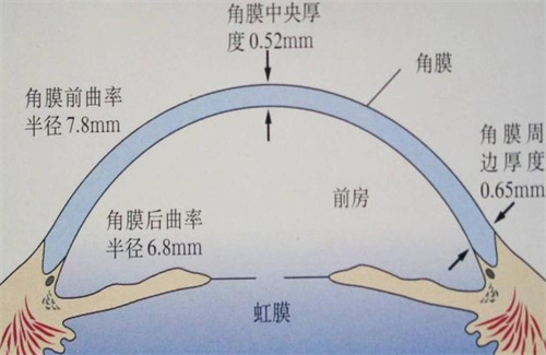 角膜厚度动画图