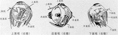 后巩膜加固术流程图