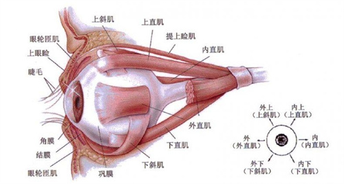 眼部肌肉分布图