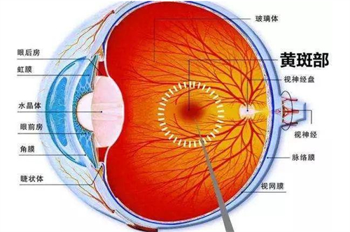 黄斑眼病的所在位置图解