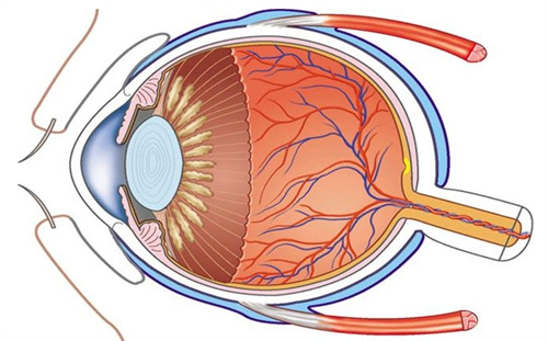 眼球结构图