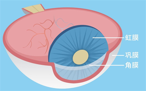眼球巩膜动画图