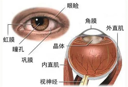 眼球结构图