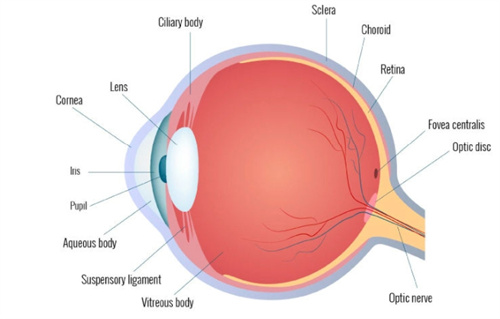 眼球结构图
