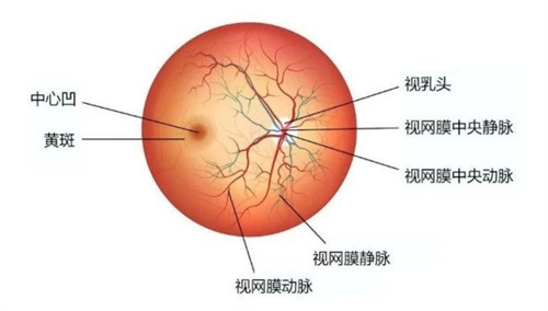 单只眼睛出血要警惕四种疾病！结膜炎/视网膜病变/血管瘤等怎么区分？