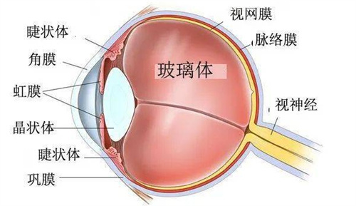 眼球结构图