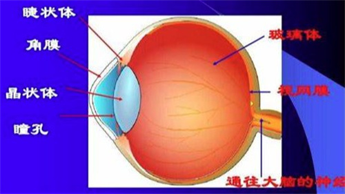 人工玻璃体球囊植入术和义眼术哪个好？重度眼外伤应该怎么办？