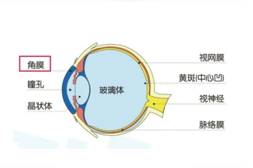 眼球各部位图