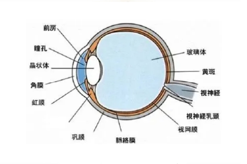 眼球解刨图