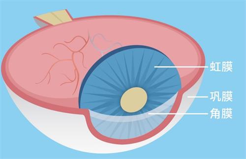 巩膜的示意图