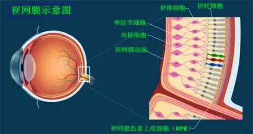 视网膜示意图