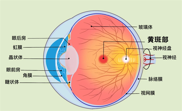 眼球黄斑病