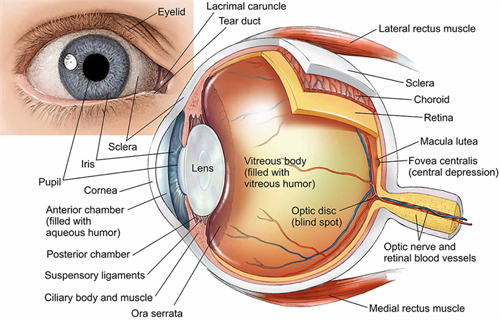 眼睛组织图