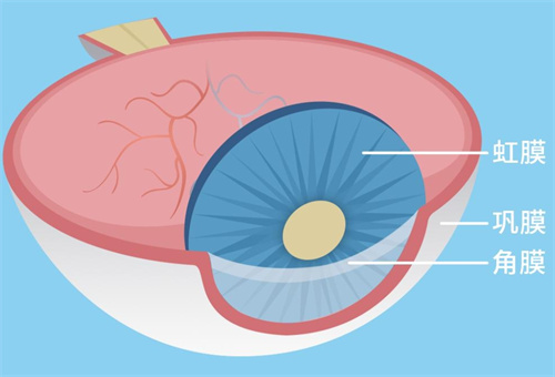 巩膜的位置图片