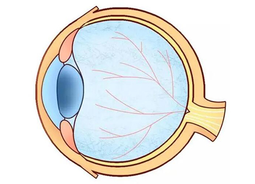 眼球结构卡通图