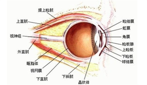斜视手术中眼部四条直肌分布