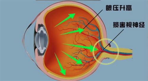 视神经结构