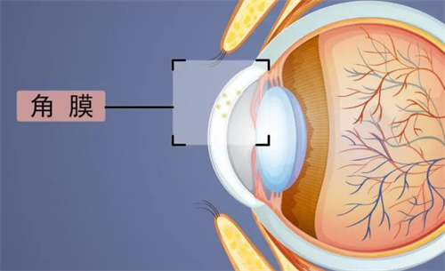 揭秘:移植眼角膜手术大概需要多少钱?不同类型收费标准整理出来了,速查!