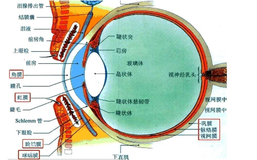 眼部结构示意图