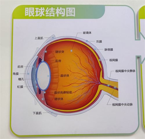 眼球结构