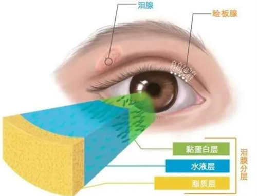 睑板腺位置