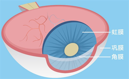 眼球的结构